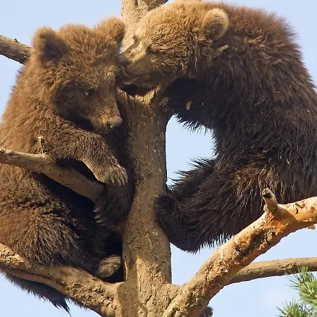 Thon Bjorneparken 4* Flå